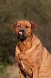 TOSA INU 467